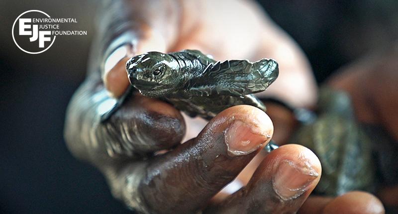 A turtle hatchling rescued by EJF