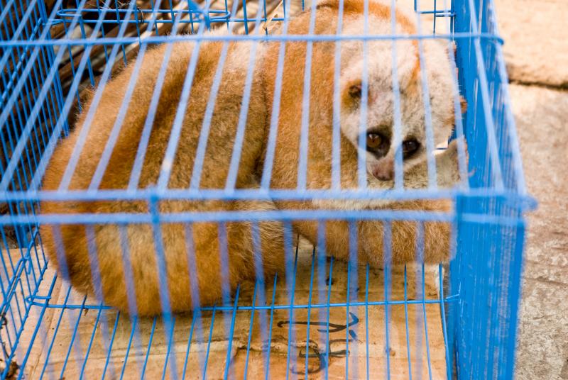 Slow loris in a cage