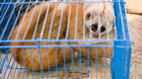 Slow loris in a cage
