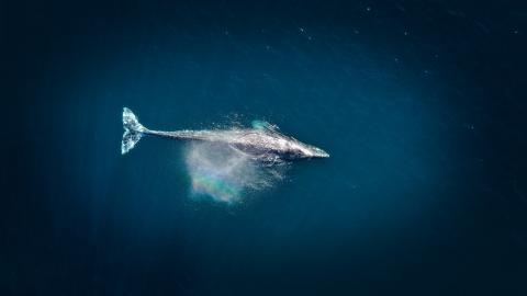Whale blowing rainbow spray