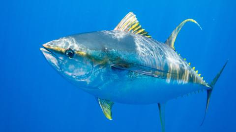 yellowfin tuna. Credit: Ellen Cuylaerts / Ocean Image Bank