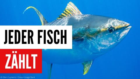 Jeder Fisch zählt: Warum die EU keine ungenaueren Fangmeldungen für Fänge zulassen darf